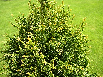 Thuja plicata  „Stoneham Gold“ Tuja riasnatá - na živý plot